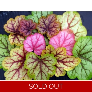 Heuchera 'Circus'